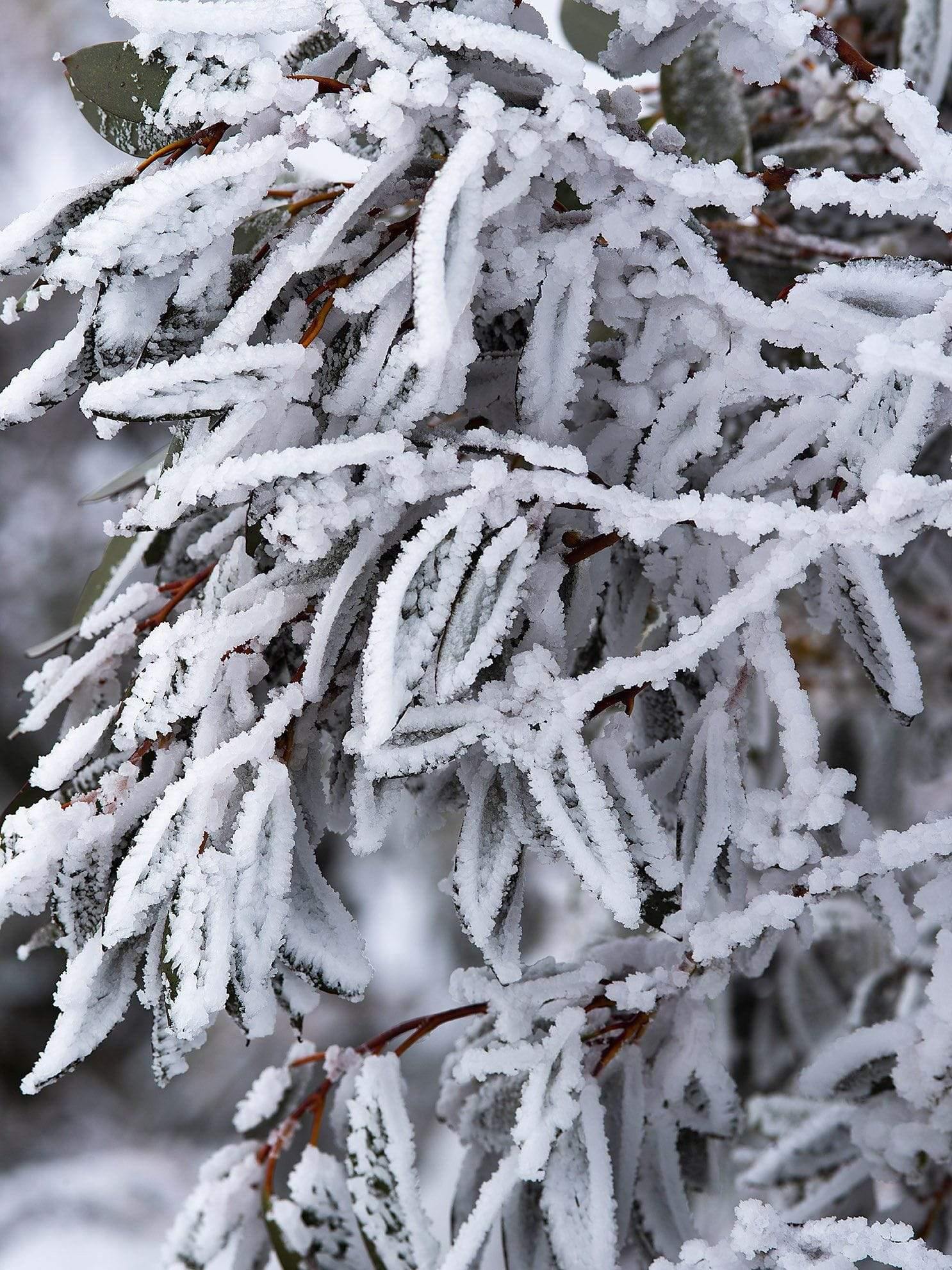 A massive bunch of plants frozen under ice, Snap Frozen 