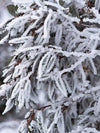 A massive bunch of plants frozen under ice, Snap Frozen 