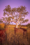 A gum tree with many branches on a yellowish greenfield, Snappy Dawn - Karijini, The Pilbara