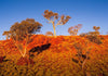 An orange mound with some small trees over, Snappy Escarpment - Karijini, The Pilbara