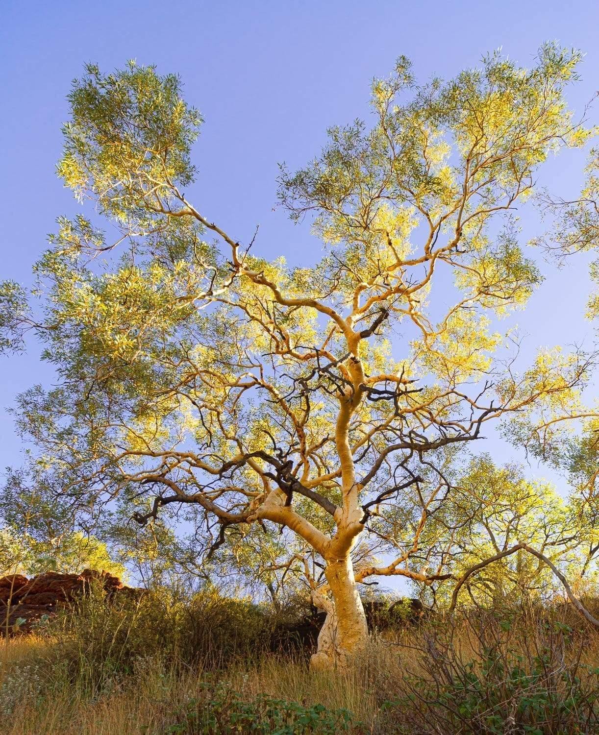 A sum tree with a lot of nested branches in a bushy field, Snappy Gum Glow - Karijini, The Pilbara