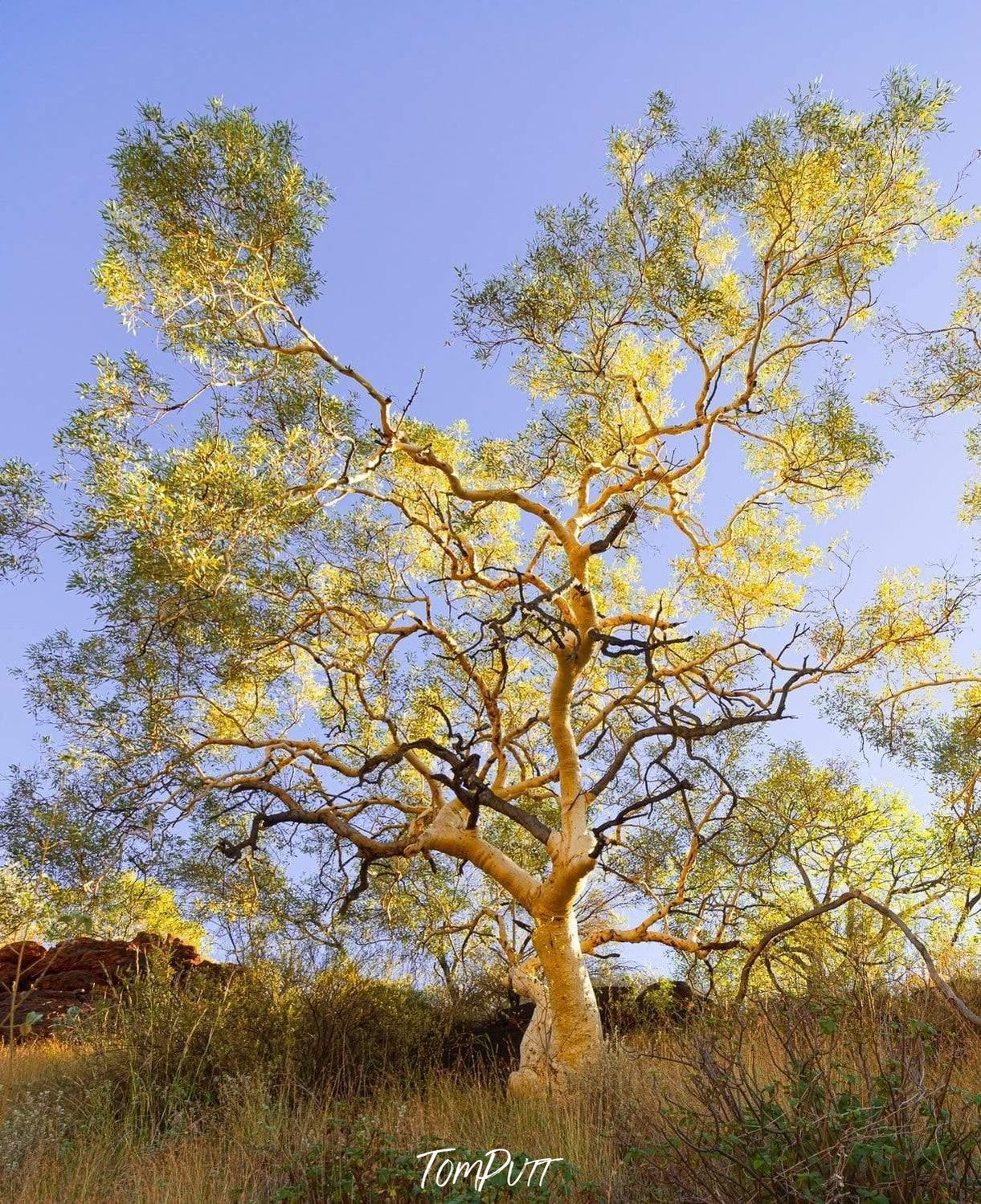 A sum tree with a lot of nested branches in a bushy field, Snappy Gum Glow - Karijini, The Pilbara