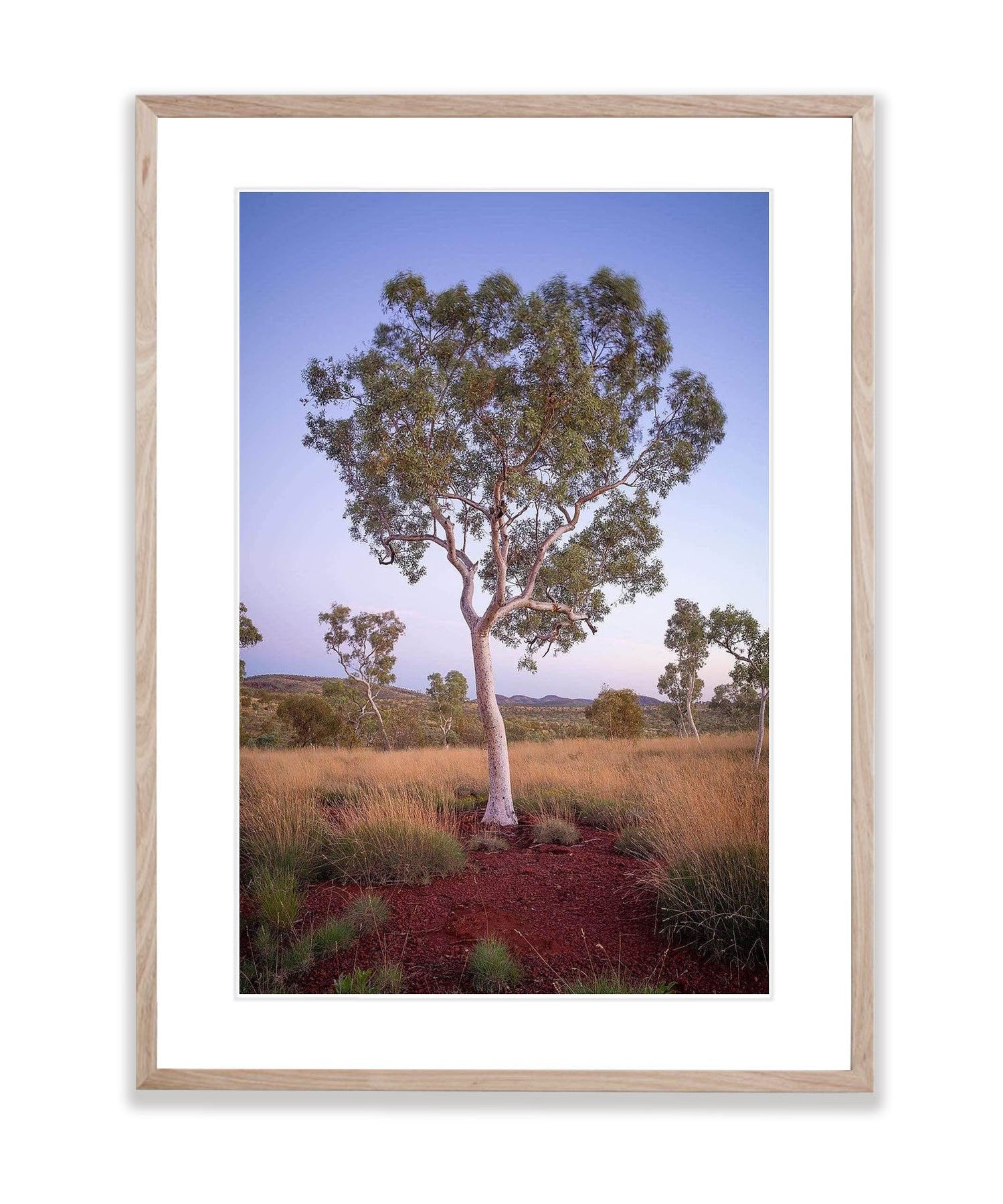 Snappy Gum - Karijini, The Pilbara