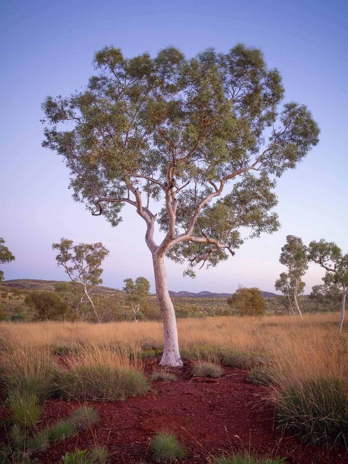 A gum tree standing over a brown bushes land, Snappy Gum - Karijini, The Pilbara 