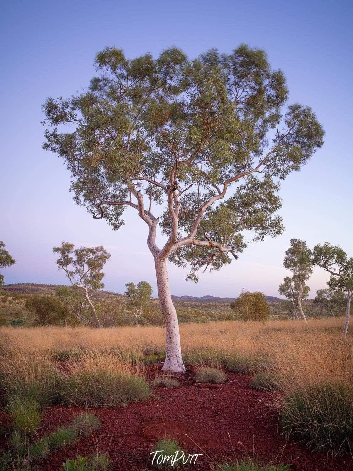 A gum tree standing over a brown bushes land, Snappy Gum - Karijini, The Pilbara 