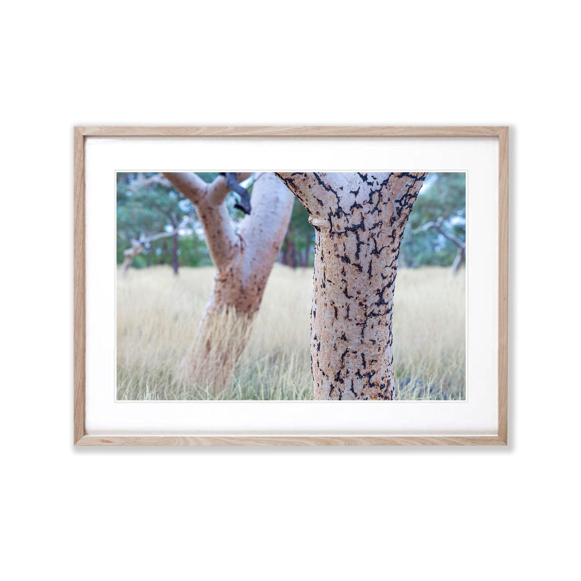 Snappy Gum Tree Trunks, Karijini, The Pilbara