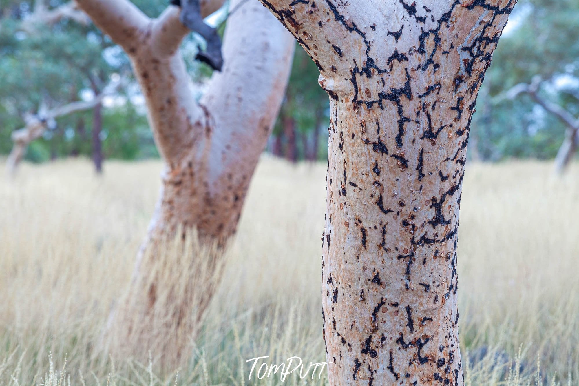 Snappy Gum Tree Trunks, Karijini, The Pilbara