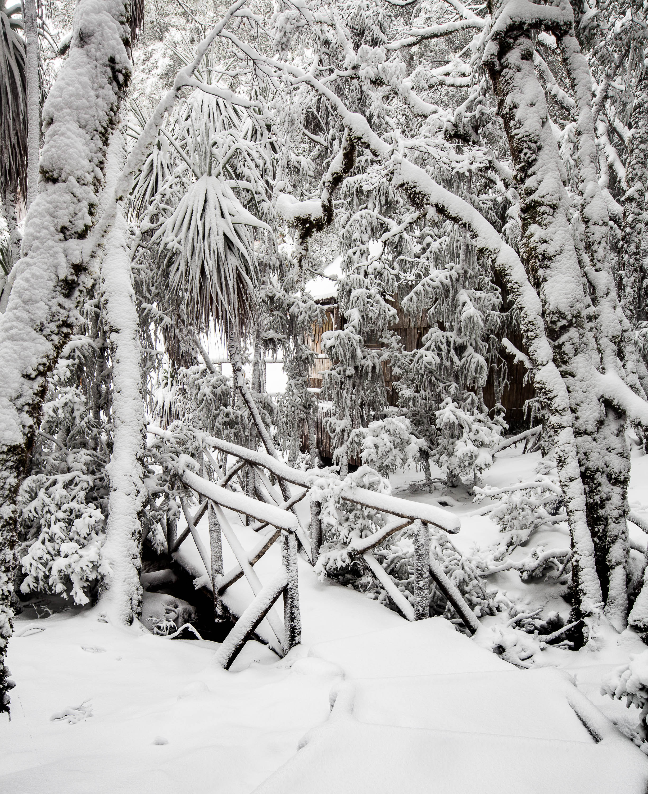 Forest covered with the thick snow, Snow-Covered Bridge, Cradle Mountain, Tasmania