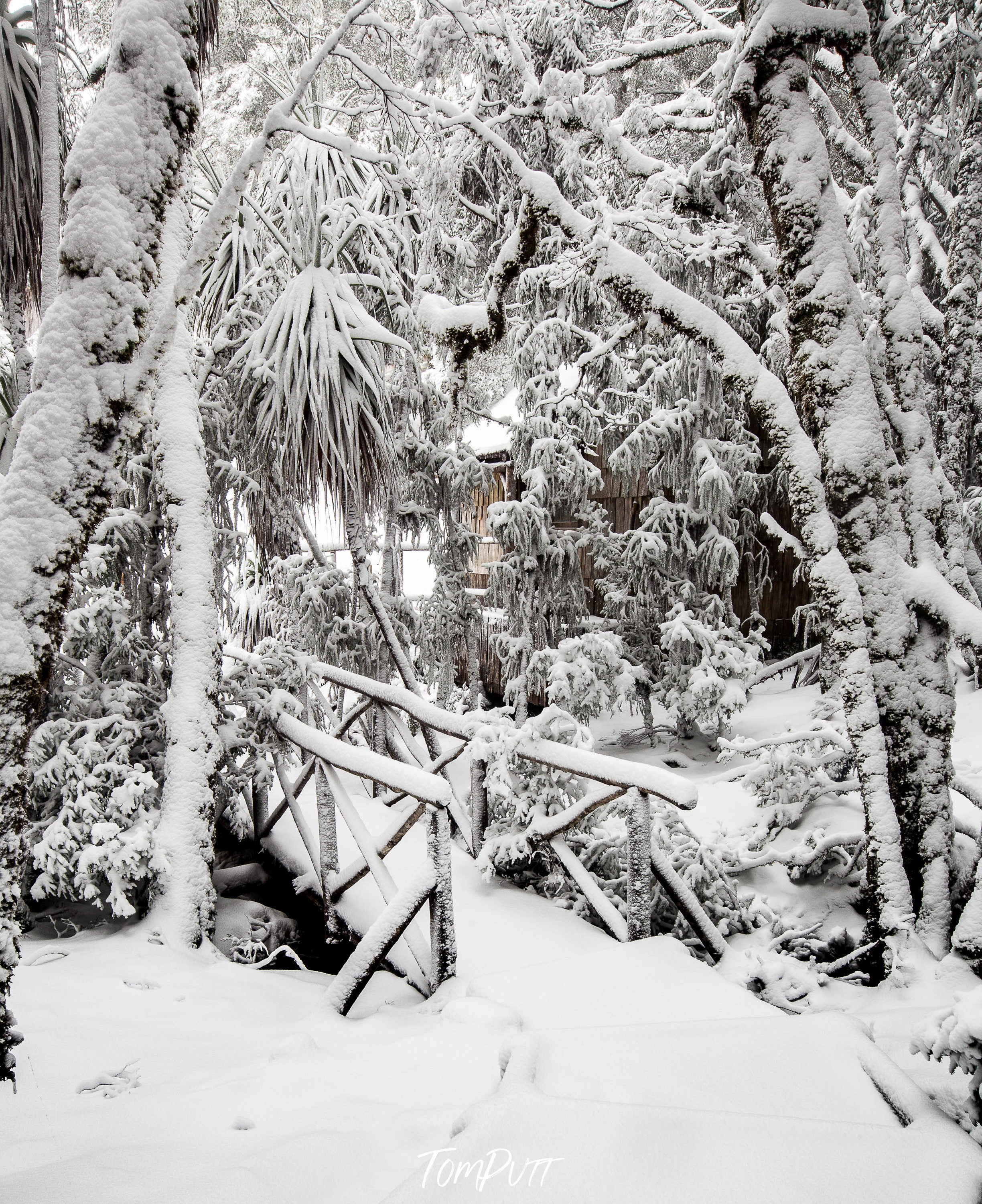 Forest covered with the thick snow, Snow-Covered Bridge, Cradle Mountain, Tasmania