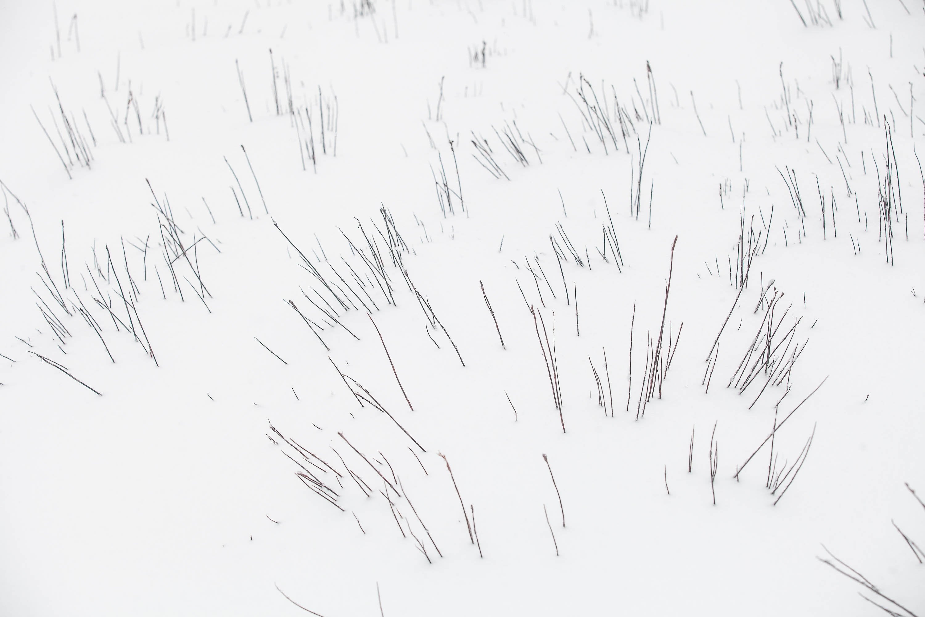 A lot of wooden sticks on a snow-covered land, Snow-Covered Buttongrass, Cradle Mountain, Tasmania