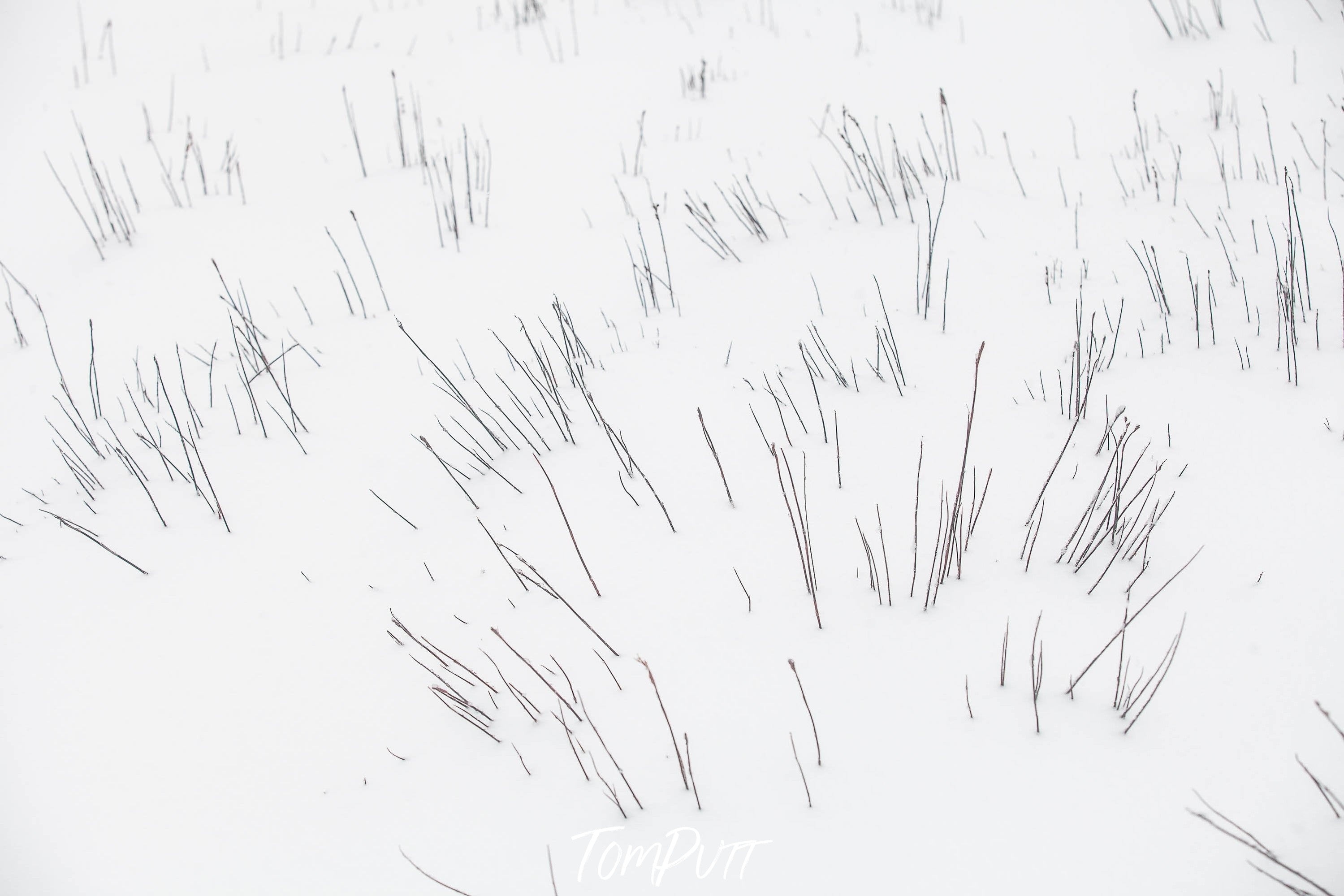 A lot of wooden sticks on a snow-covered land, Snow-Covered Buttongrass, Cradle Mountain, Tasmania