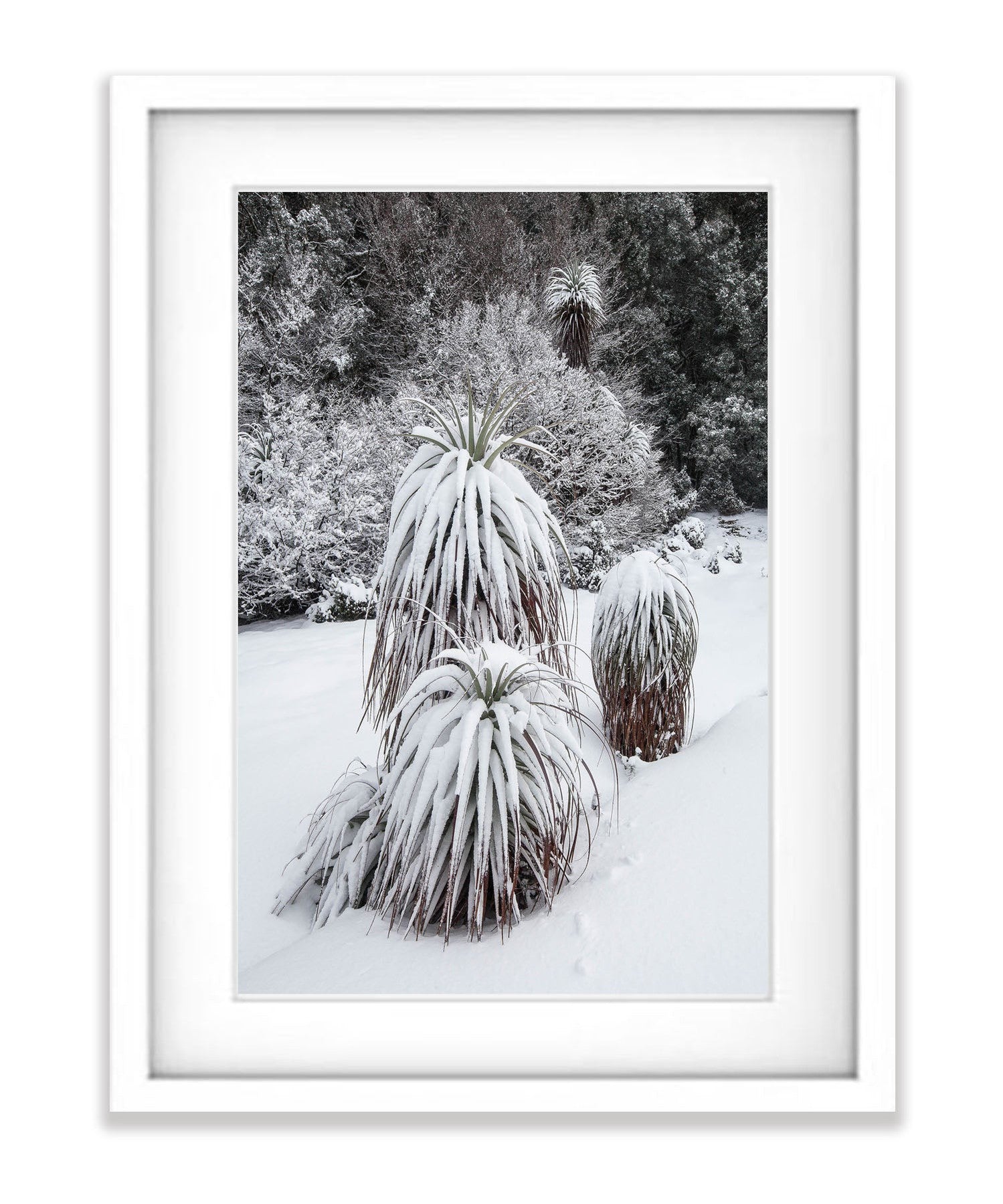 Snow-Covered Pandani, Cradle Mountain, Tasmania