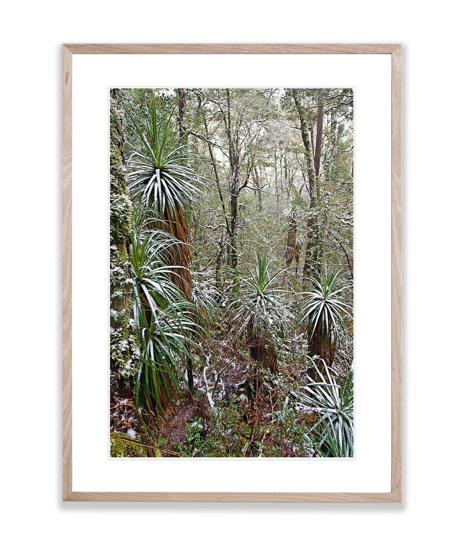 Snow-Covered Pandani, Cradle Mountain, Tasmania