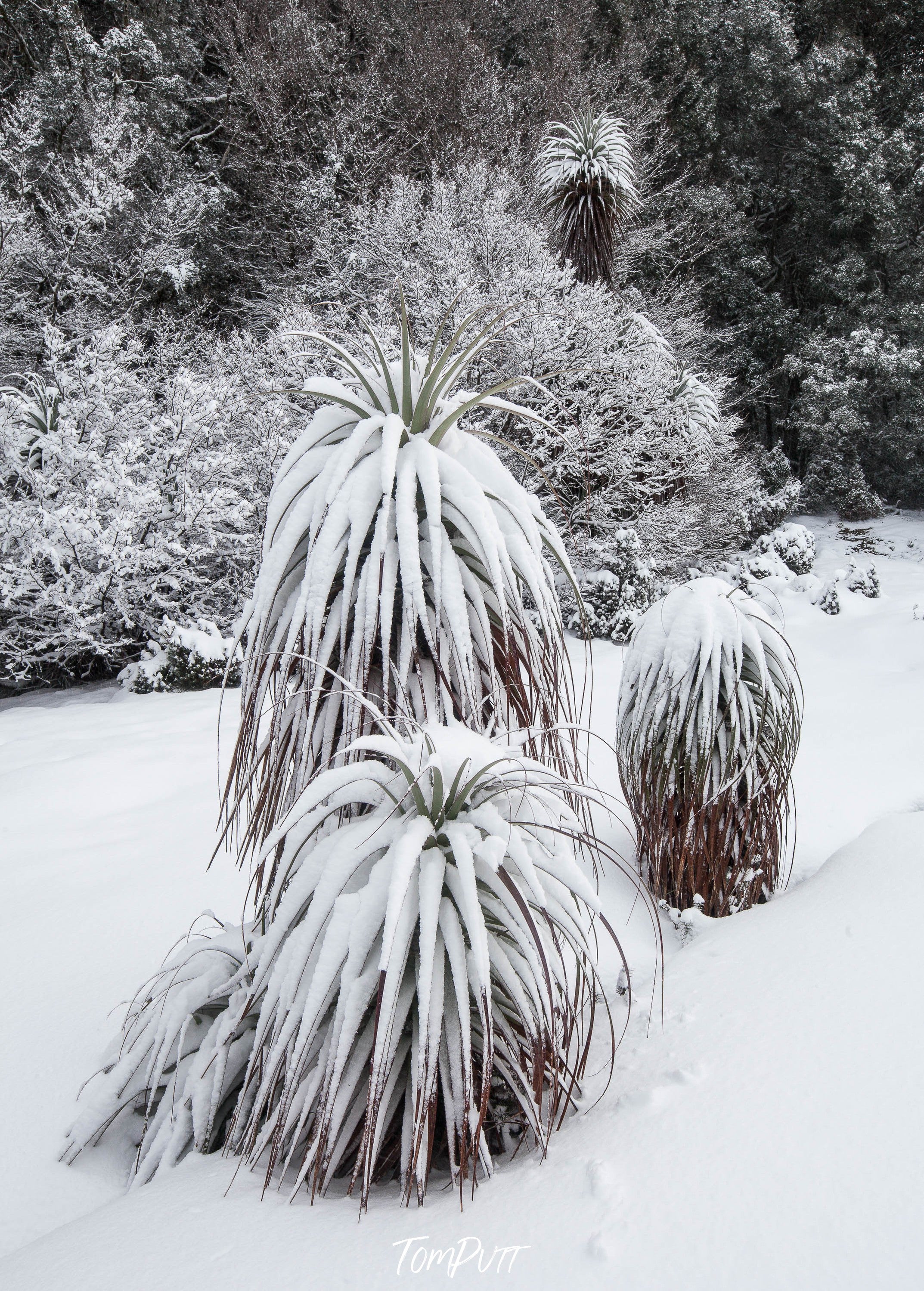 Pandani flowers covered under thick snow, Snow-Covered Pandani, Cradle Mountain, Tasmania