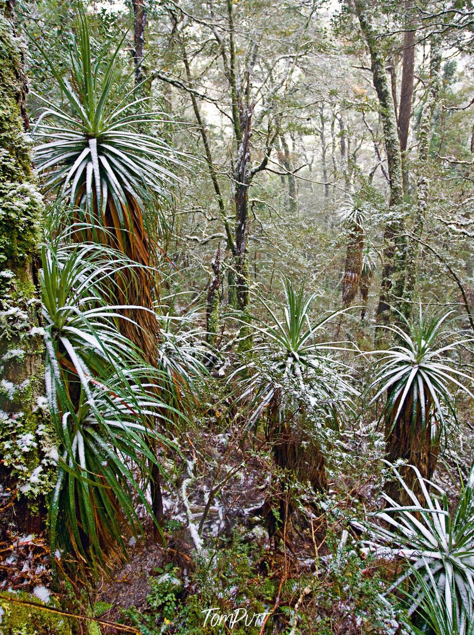 A group of dry plants with long leaves and bushes in a forest area, Cradle Mountain #23, Tasmania