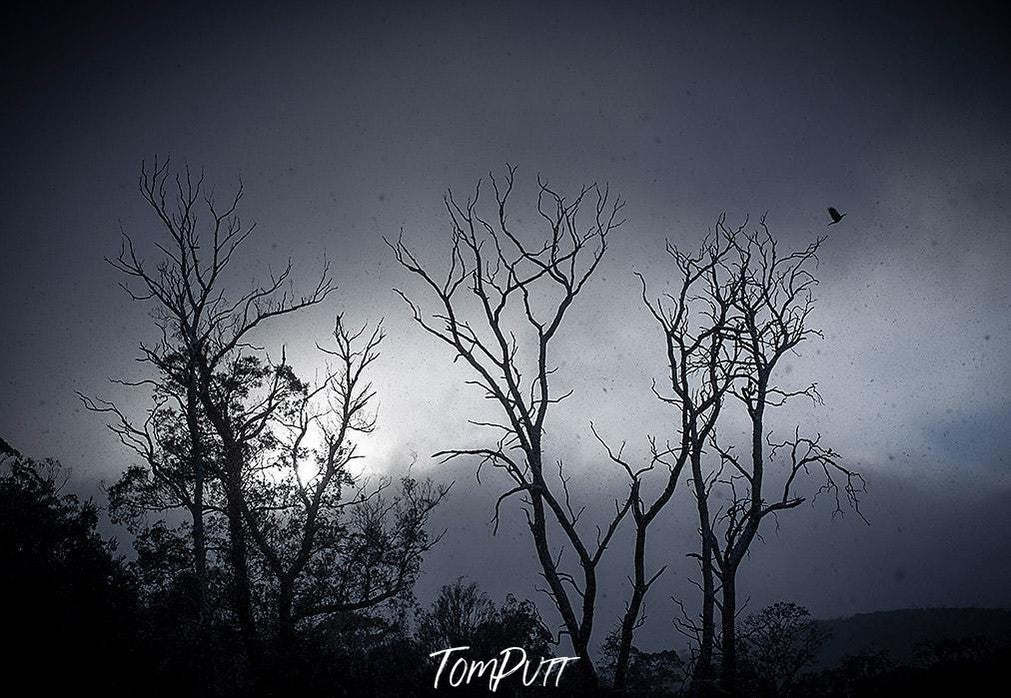 Long trees with branches standing in the darkness, Snow Currawong - Cradle Mountain TAS 