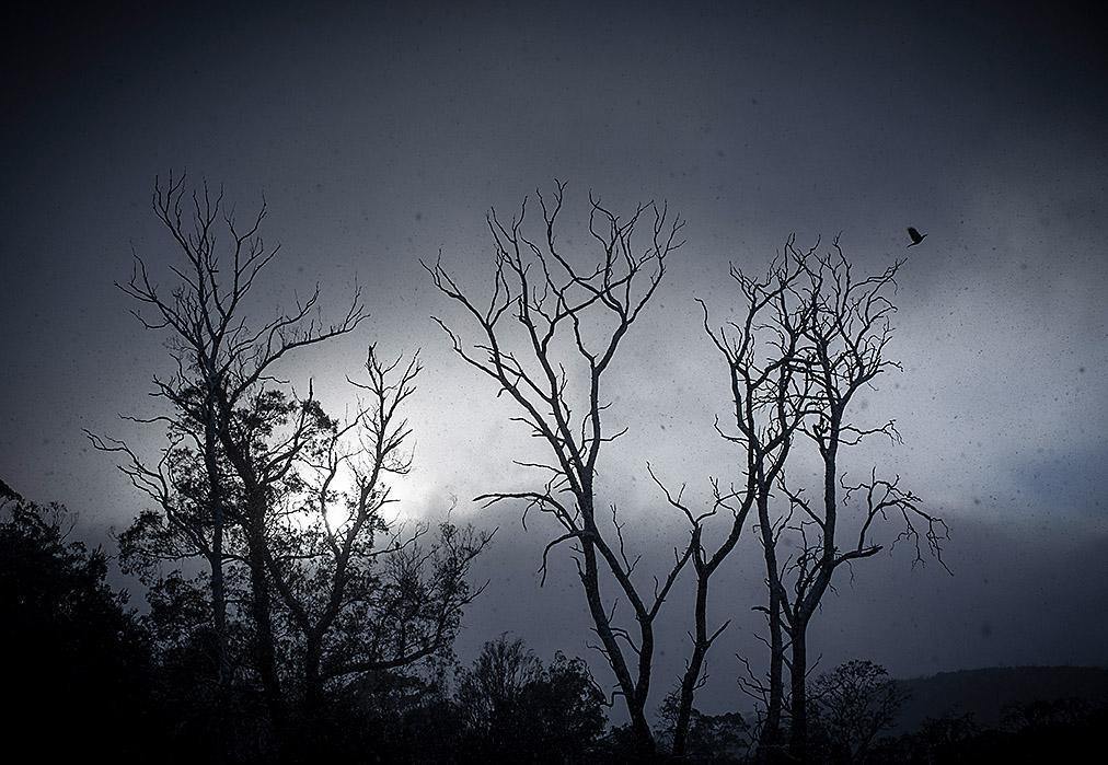 Long trees with branches standing in the darkness, Snow Currawong - Cradle Mountain TAS 