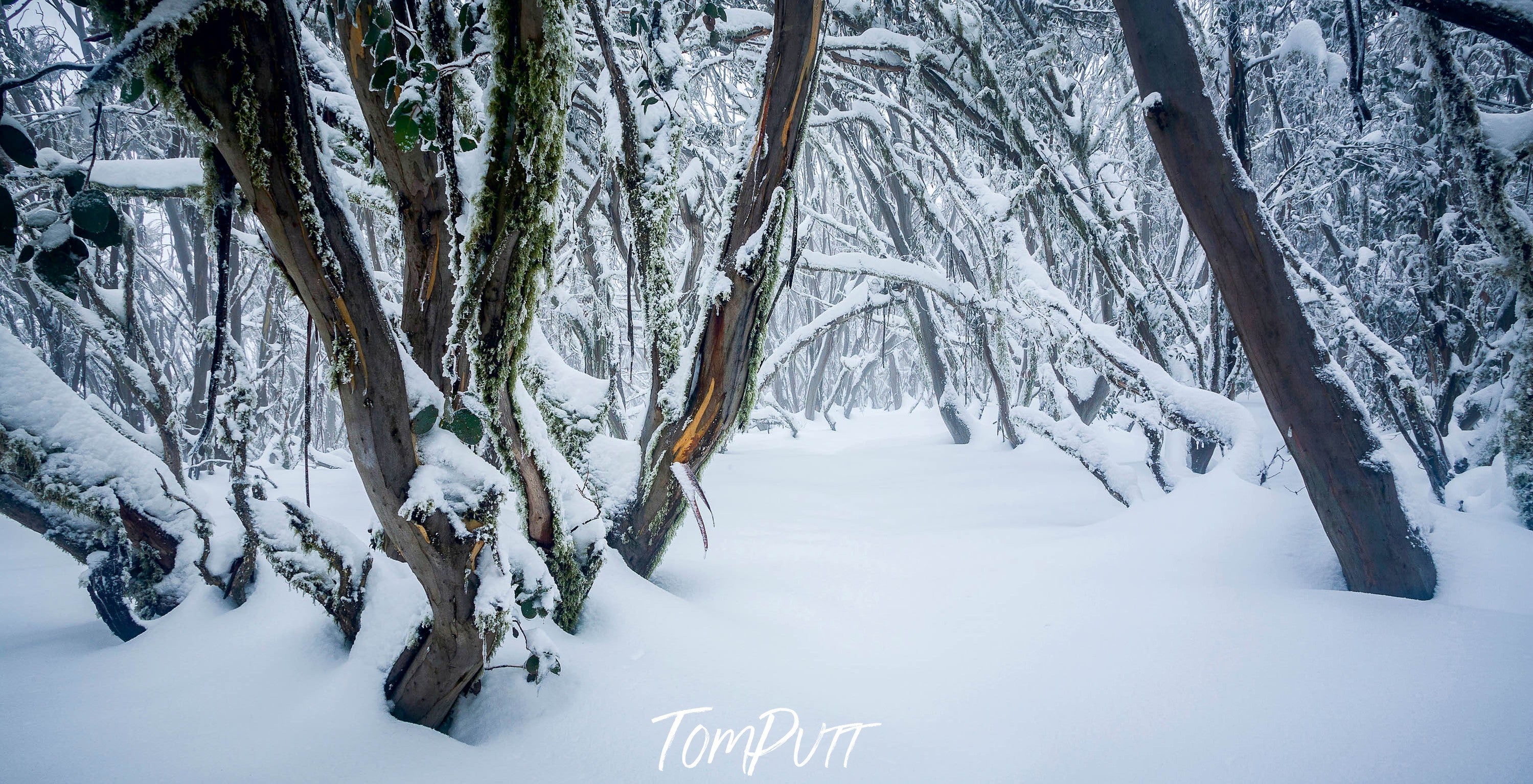 Snow Forest, Mount Buller