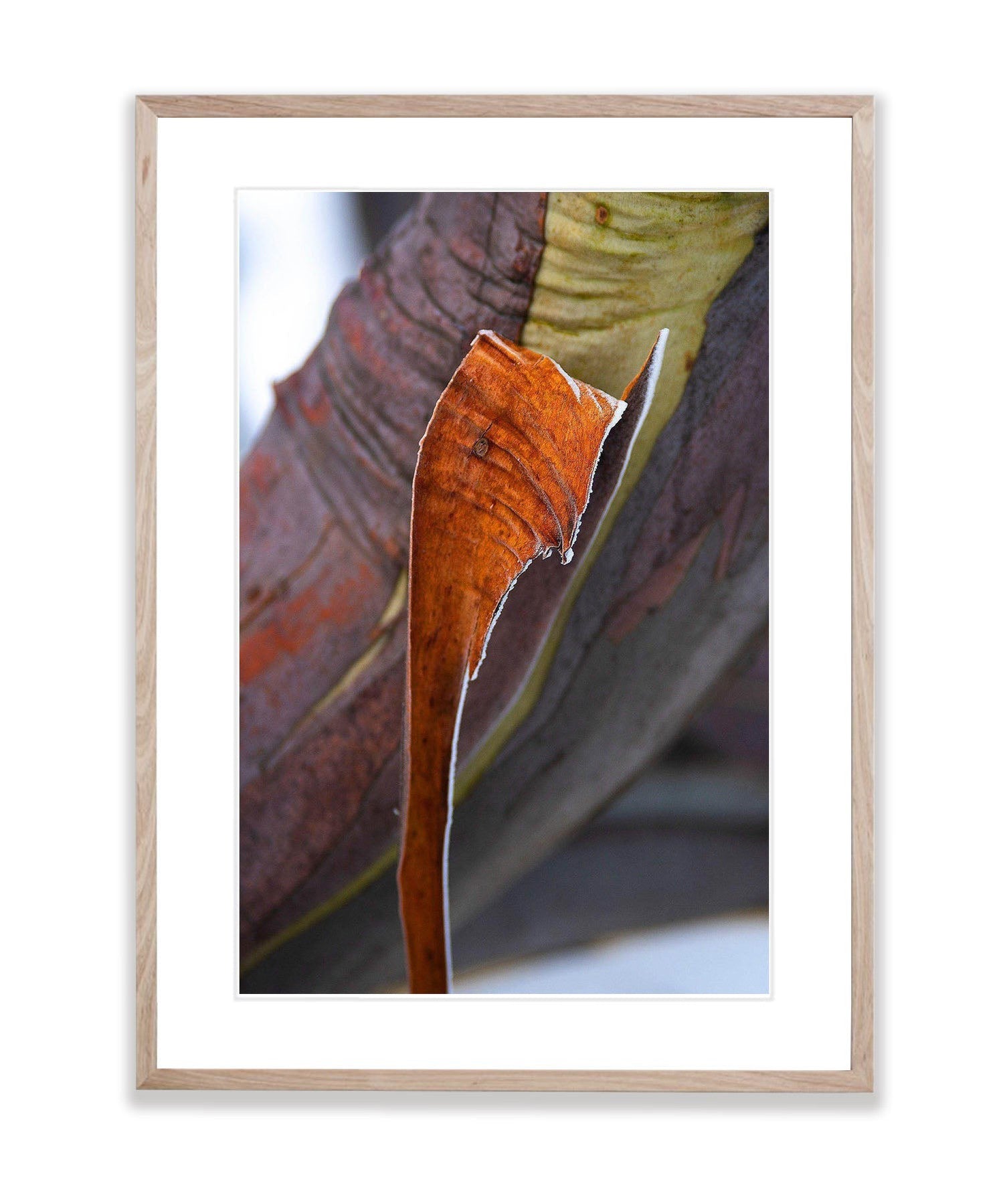 Snow Gum Bark Detail 2 - Victorian High Country