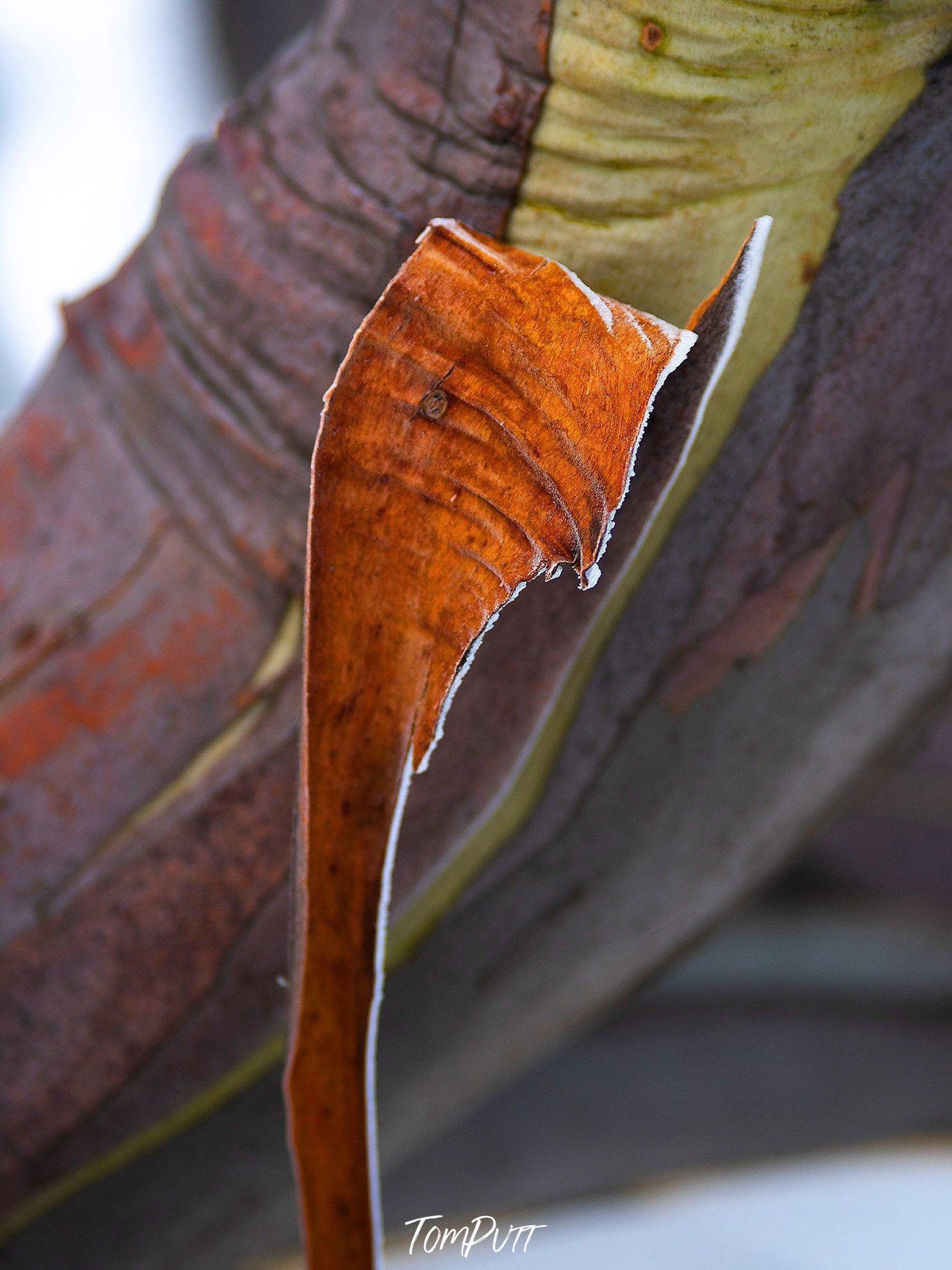 Close-up shot of a peeled gum tree stem, Snow Gum Bark Detail 2 - Victorian High Country