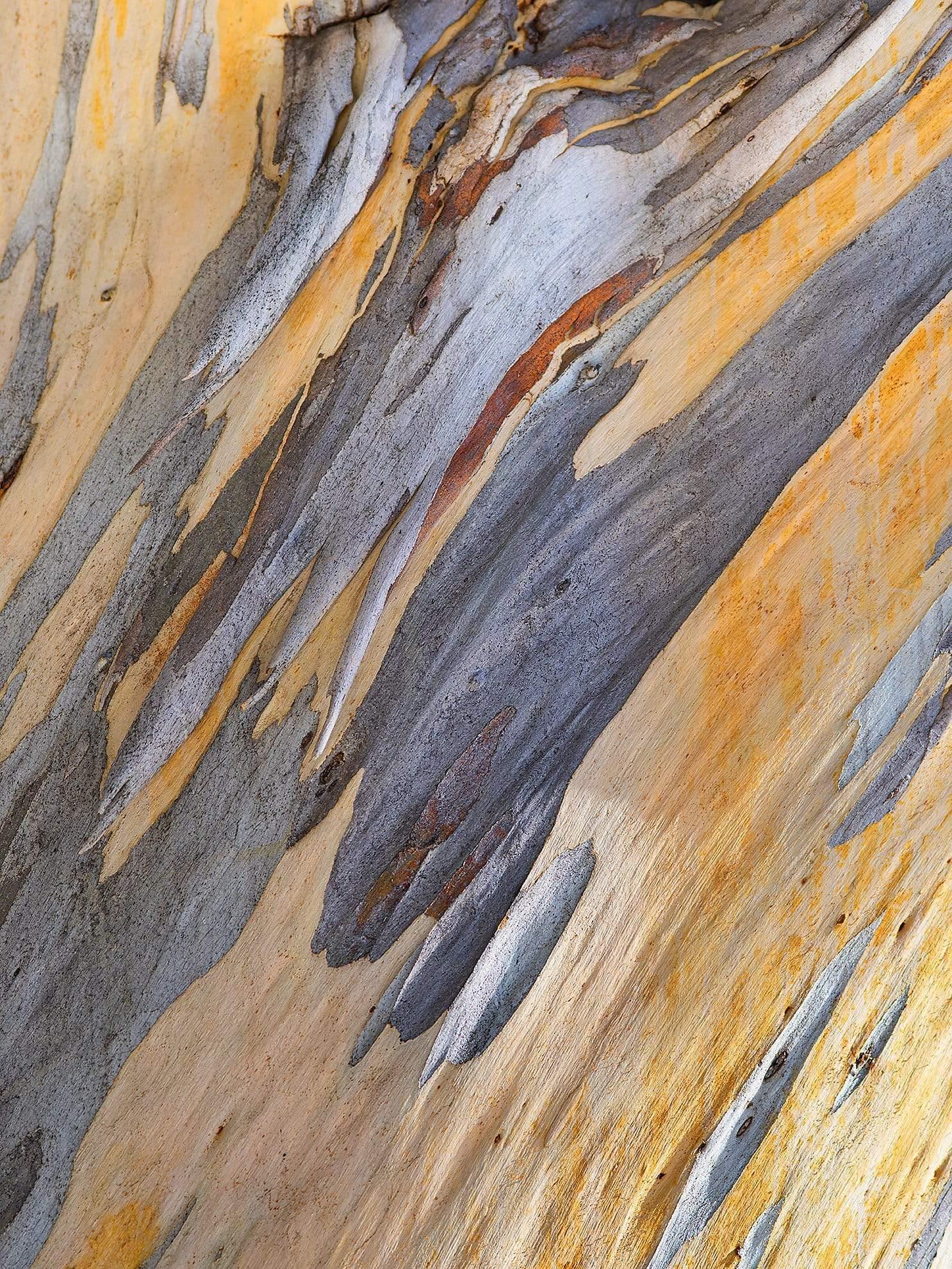 Close-up shot of the stem of a gum tree, Snow Gum Bark Detail 3 - Victorian High Country