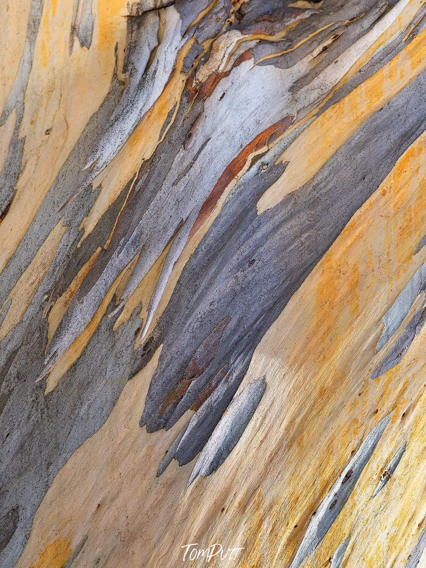 Close-up shot of the stem of a gum tree, Snow Gum Bark Detail 3 - Victorian High Country