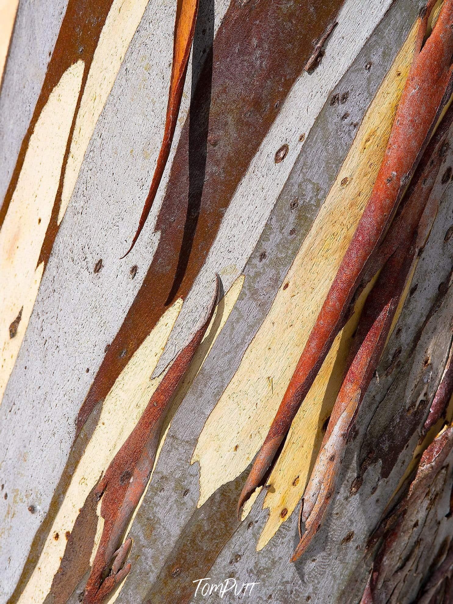 Close-up shot of the stem of a gum tree, Snow Gum Bark Detail - Victorian High Country