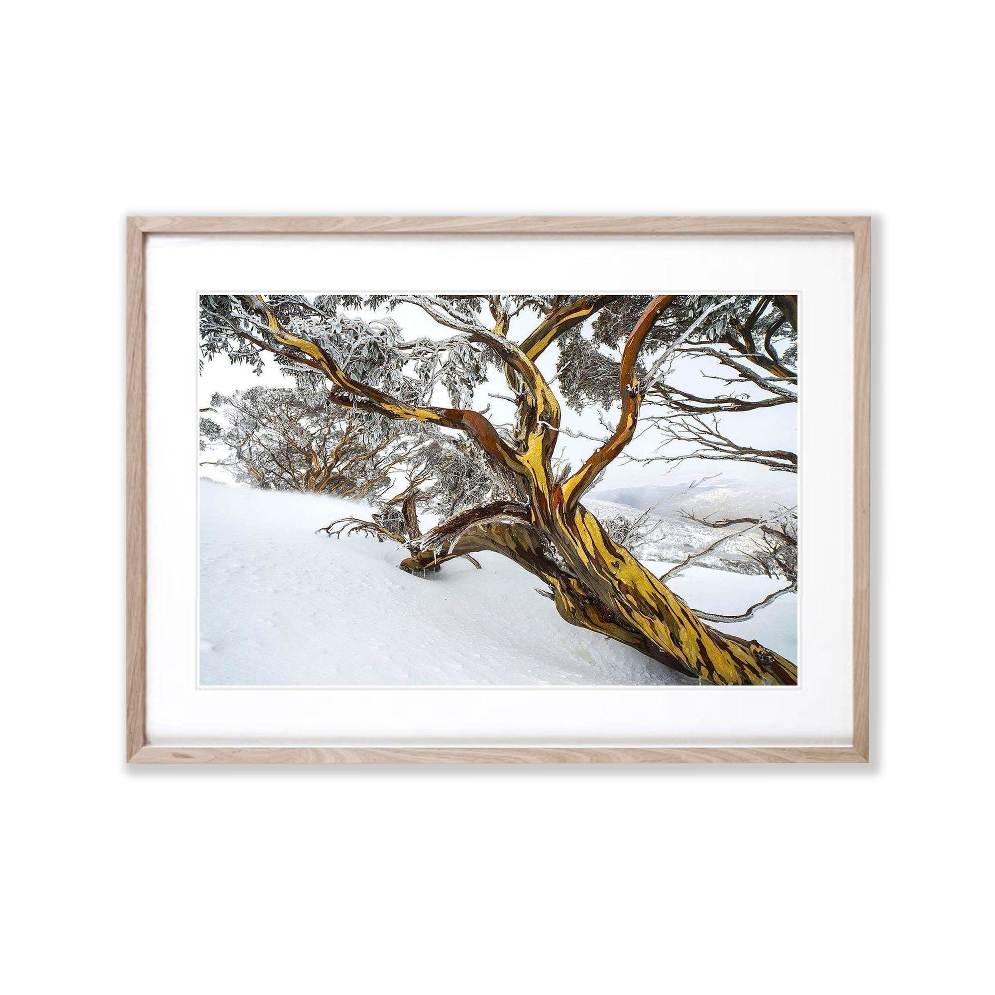 Snow Gum, Dead Horse Gap, Snowy Mountains NSW