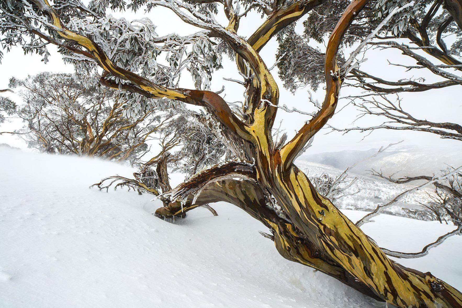 Snow tree with a beautiful brown and mustard woody architecture,  snow on the branches – Snowy Mountains, NSW