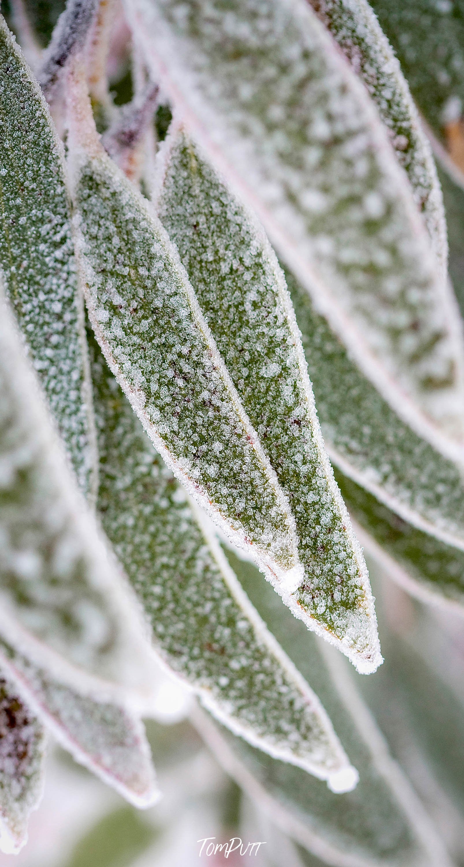 Snow Gum Detail No.2