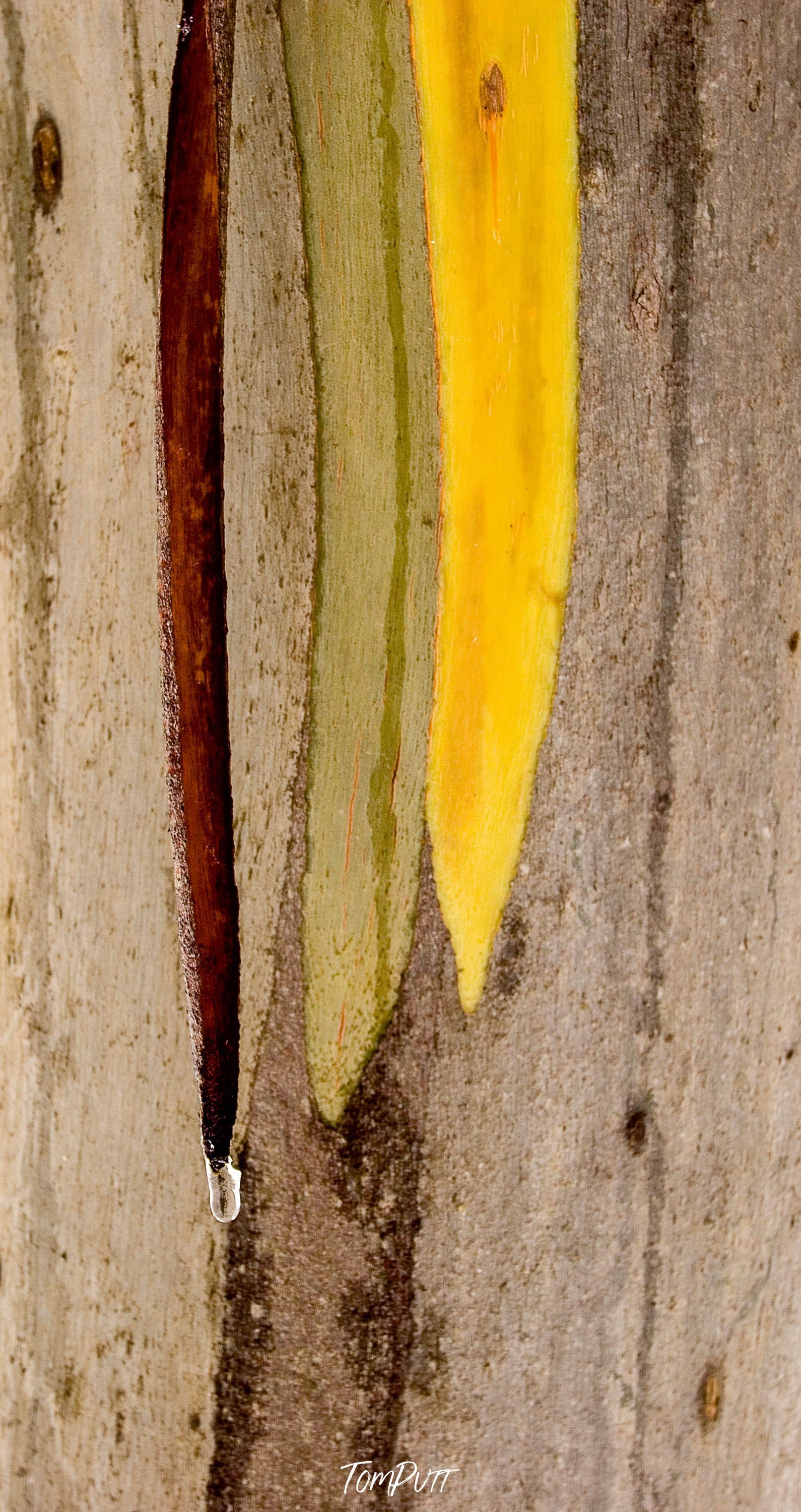 Snow Gum Detail No.3