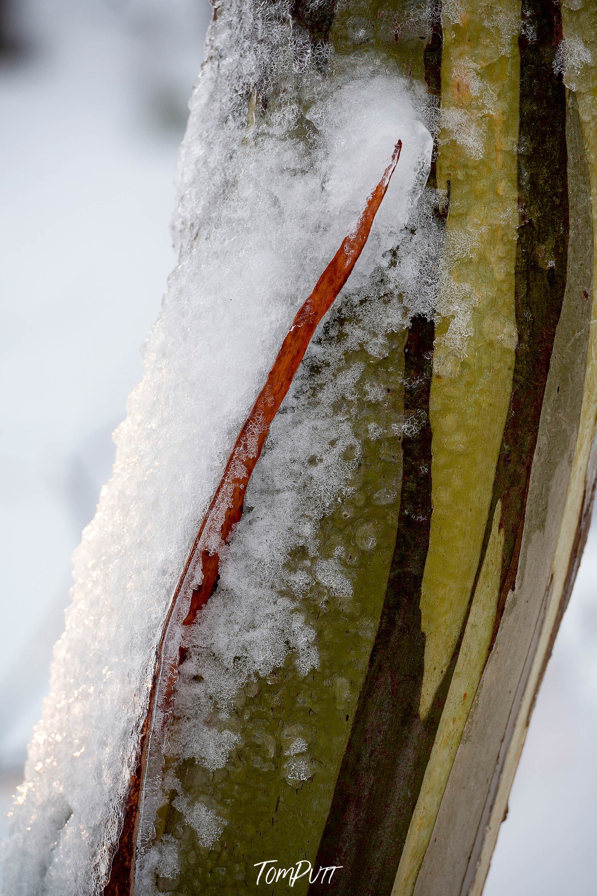 Snow Gum Detail No.4