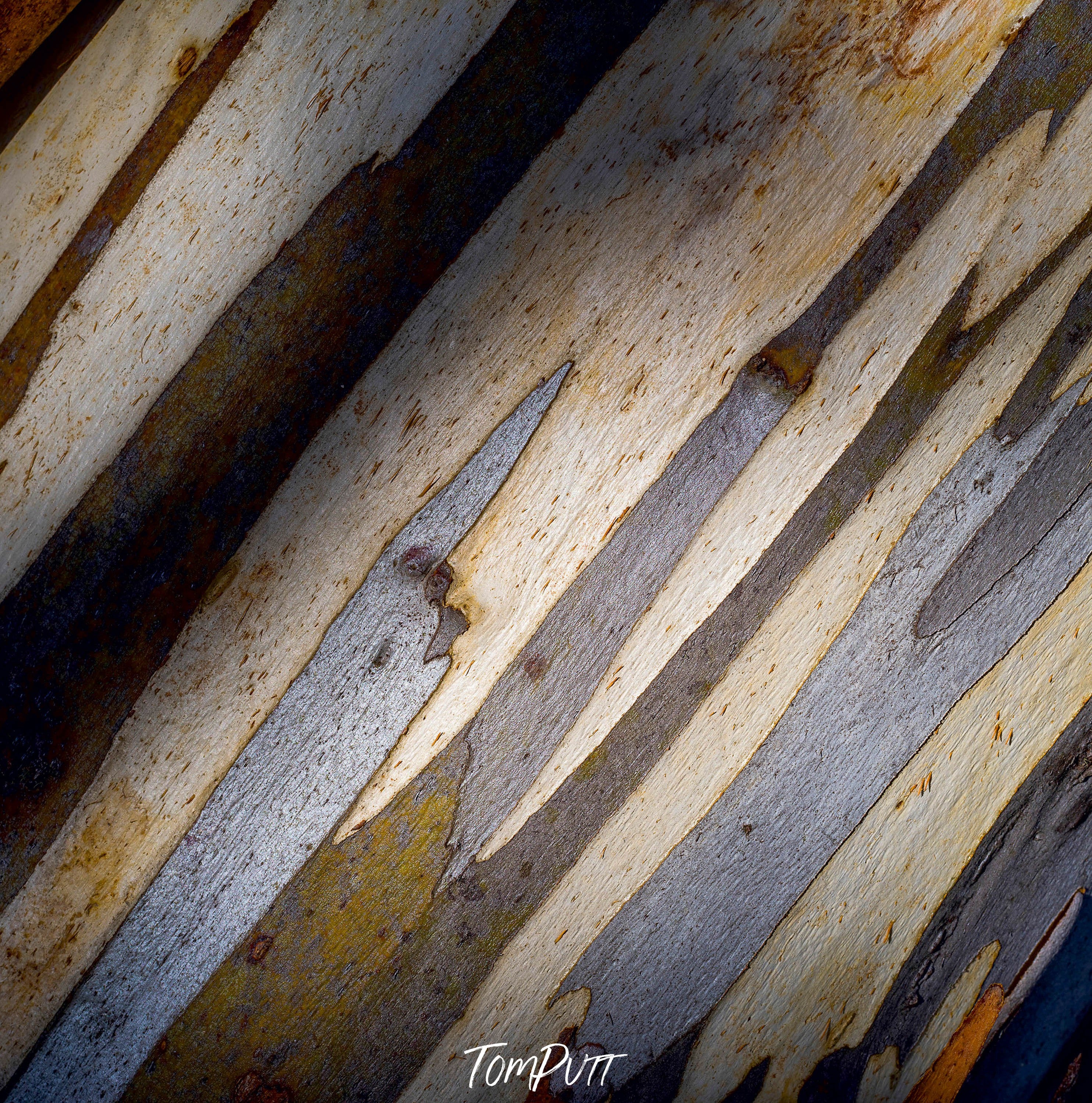 Snow Gum Detail