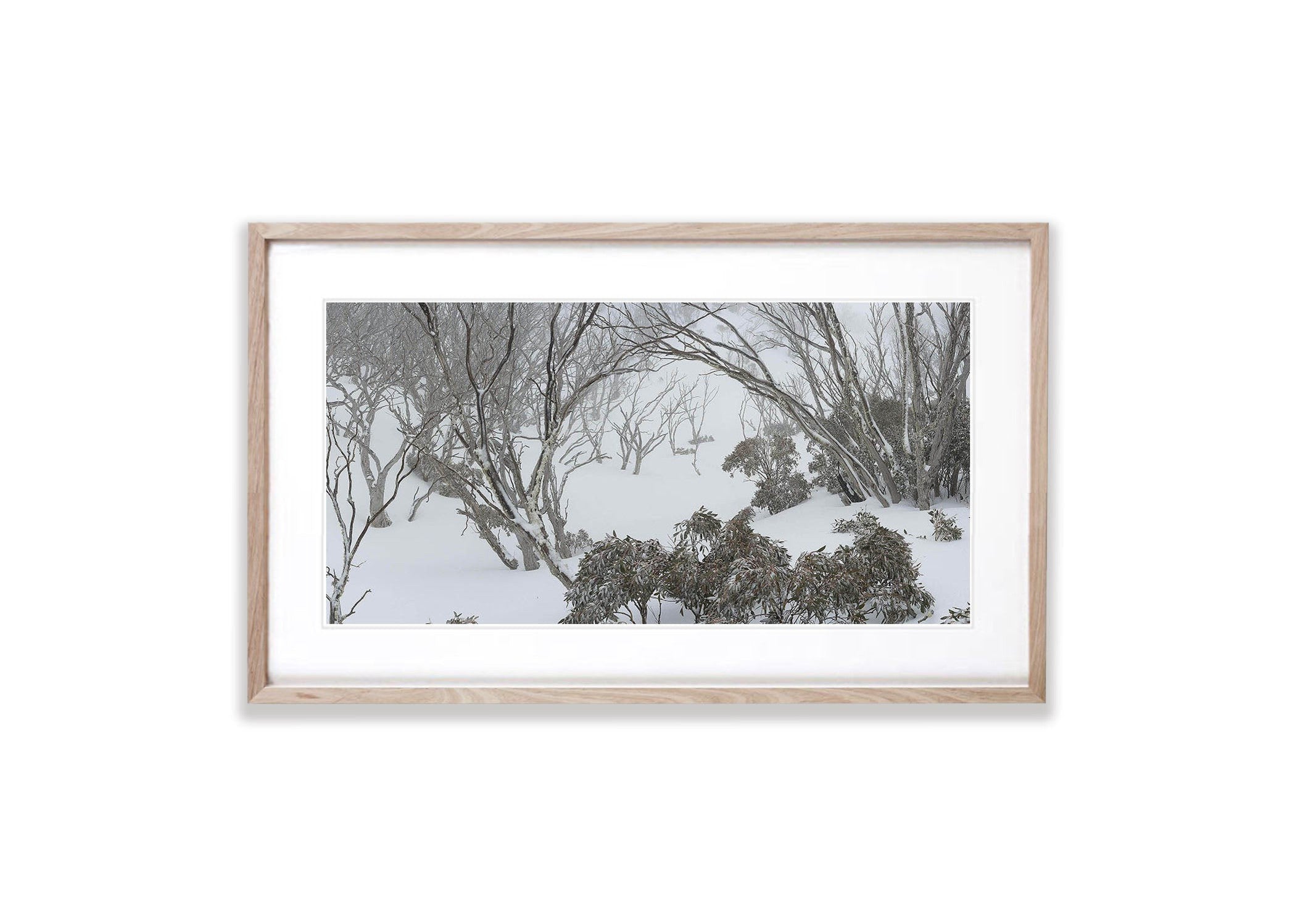 Snow Gum Forest - Snowy Mountains NSW