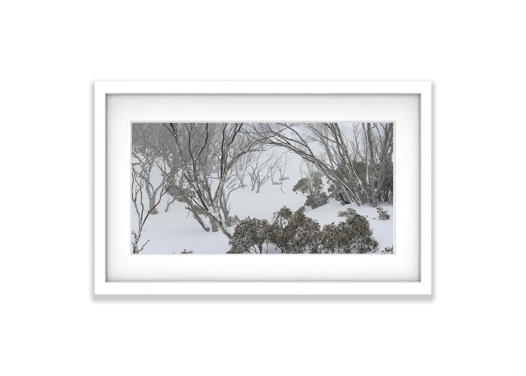 Snow Gum Forest - Snowy Mountains NSW