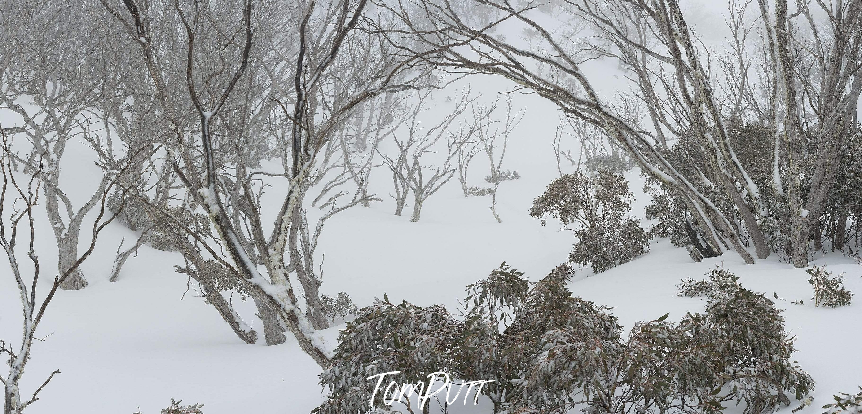 A lot of gum trees and plants over a snow-covered land, Snow Gum Forest - Snowy Mountains NSW