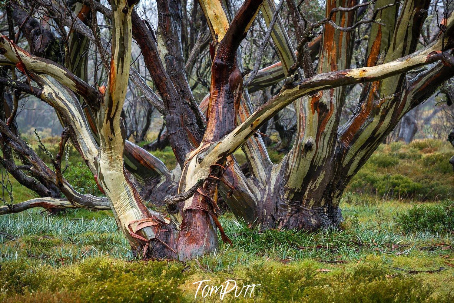 Glistening Snow Gums-Tom-Putt-Landscape-Prints