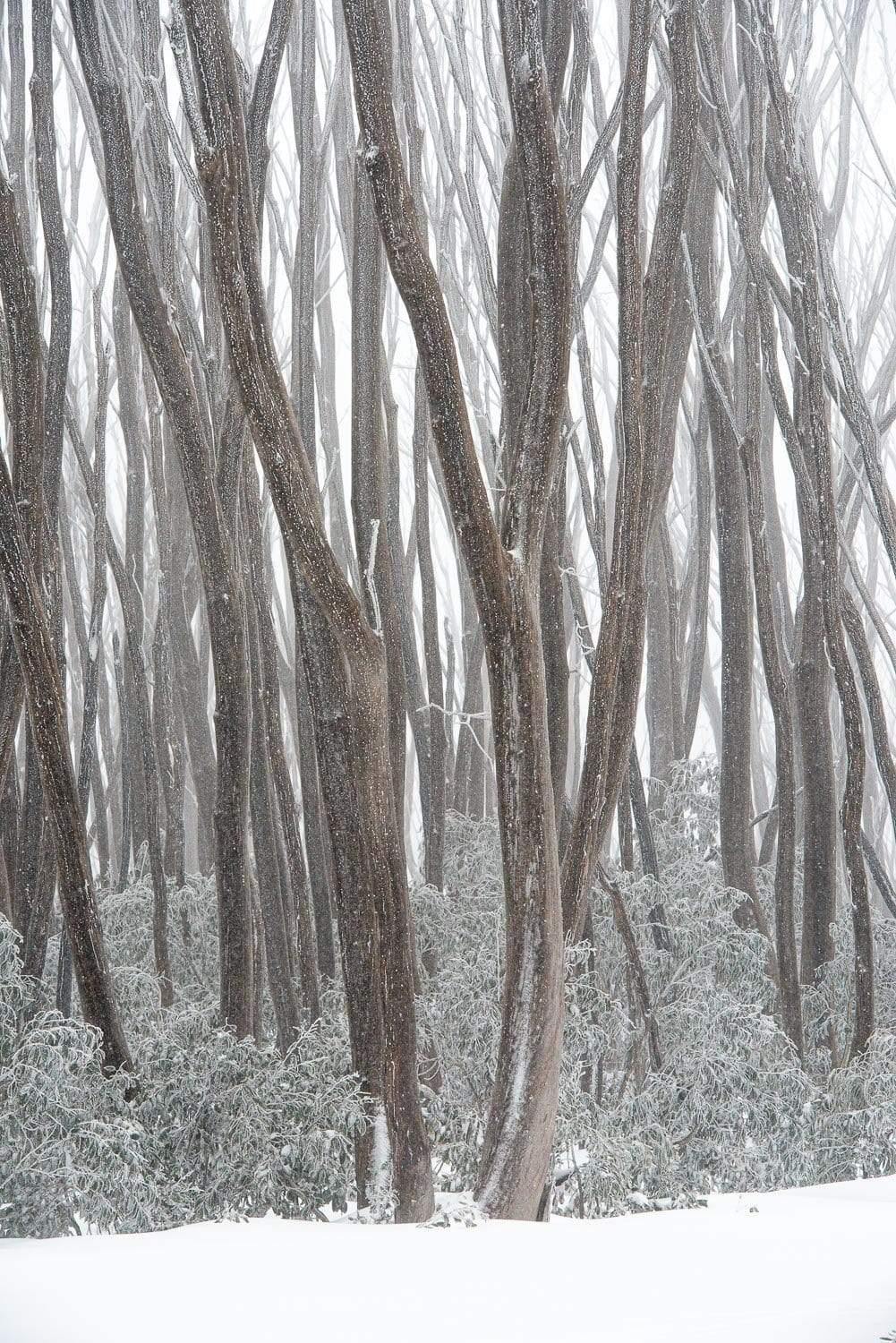 Long-standing trees stem on a bushy land, Snow Trees, Lake Mountain Victoria