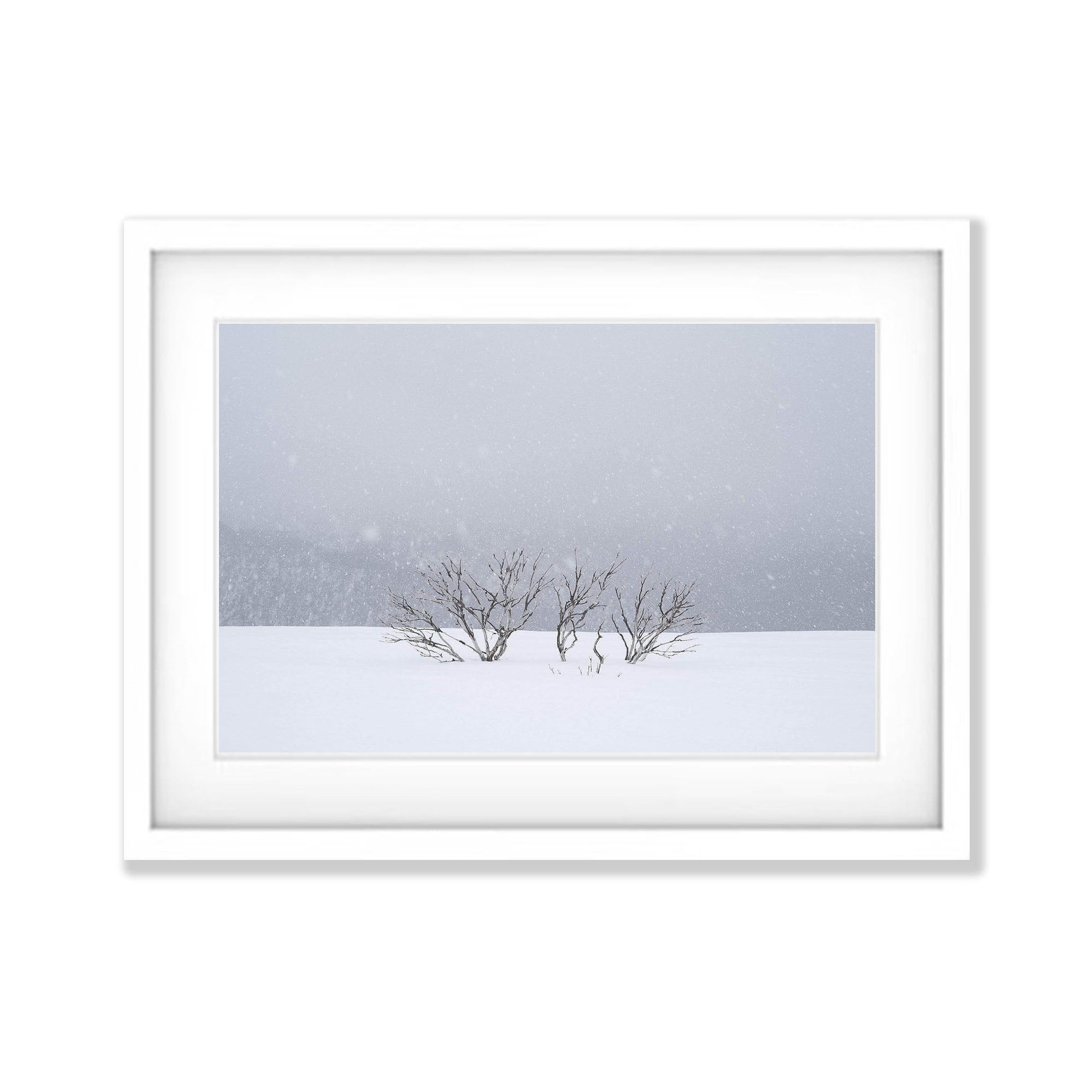 Snowflakes, Mount Hotham, Victoria