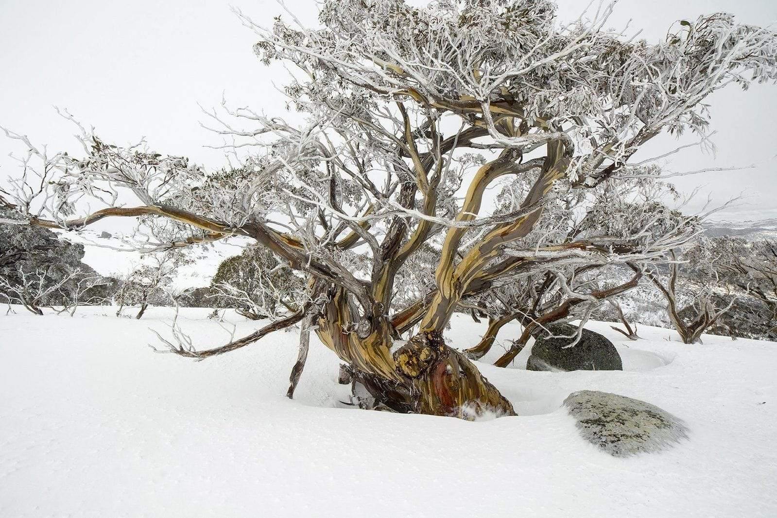 A messy gum tree covered with snow, Snowy Landscape - Snowy Mountains NSW