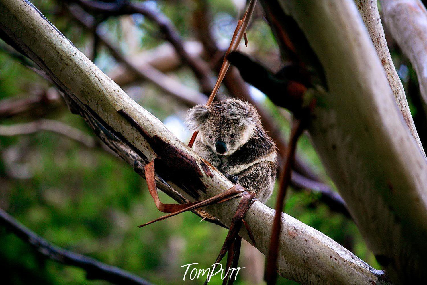 Close-up shot of a small snow animal sitting on tree branches, Soaked Through - Great Ocean Road VIC