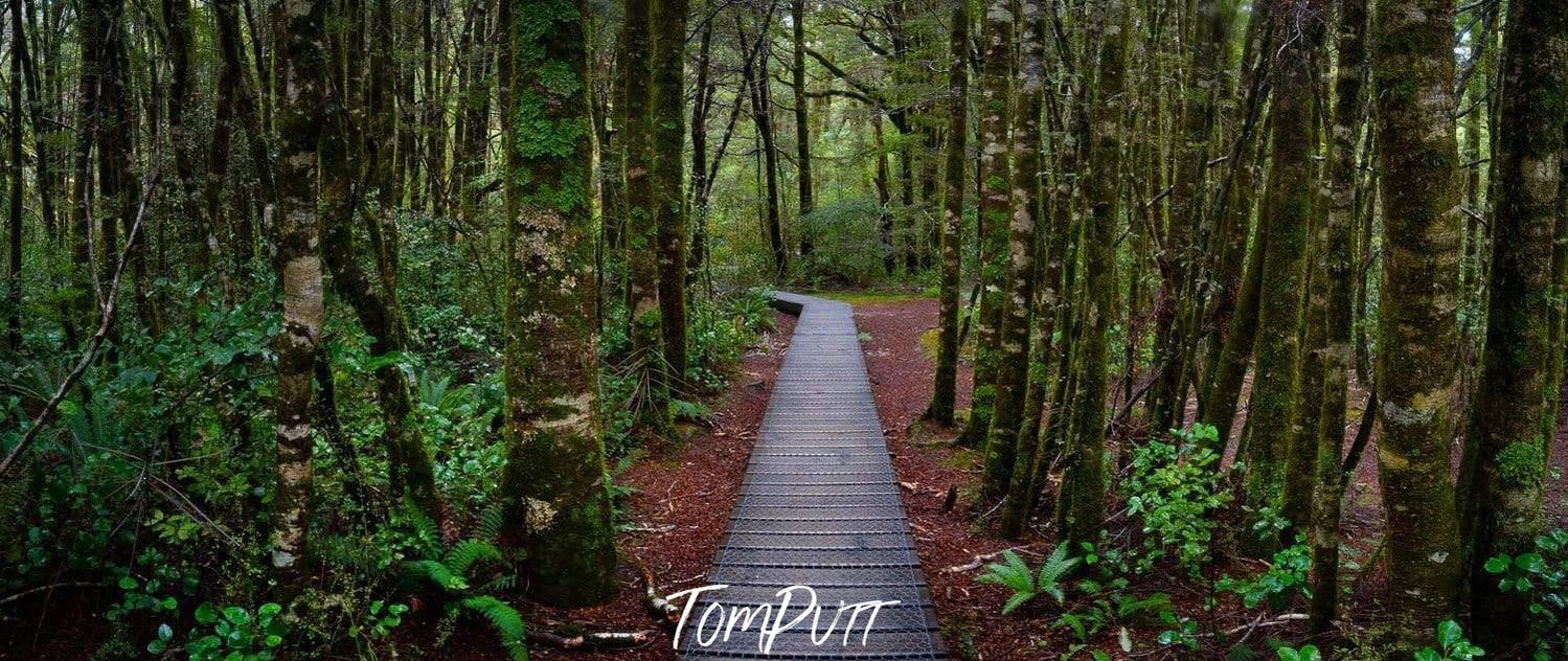 A wooden track between the forest, South Island Forest - New Zealalnd