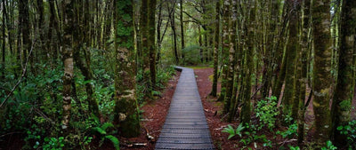 A wooden track between the forest, South Island Forest - New Zealalnd