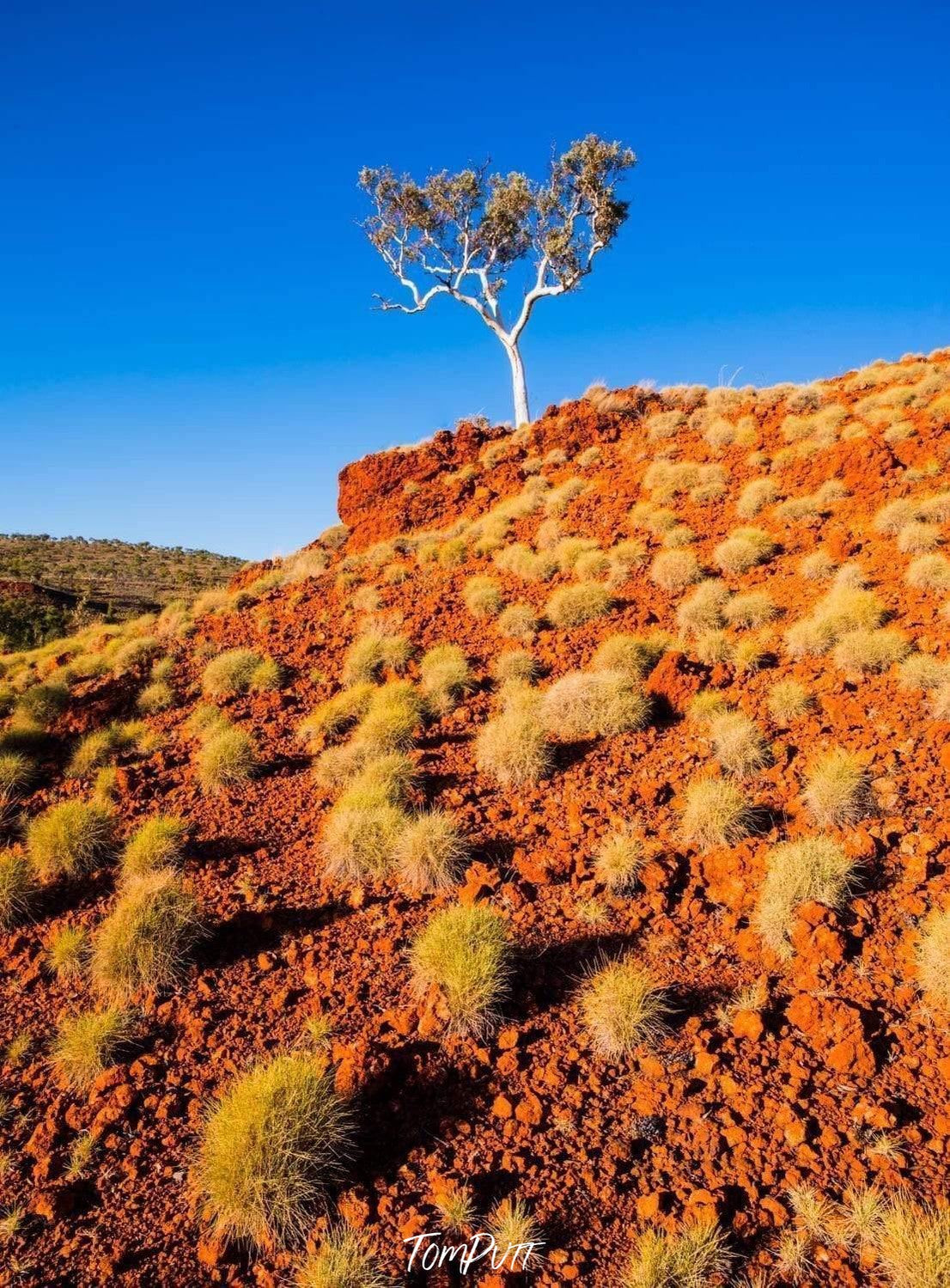 Orangish mountain with some bushes, plants, and a tree on the top, Spinifex - Karijini, The Pilbara