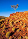 Orangish mountain with some bushes, plants, and a tree on the top, Spinifex - Karijini, The Pilbara