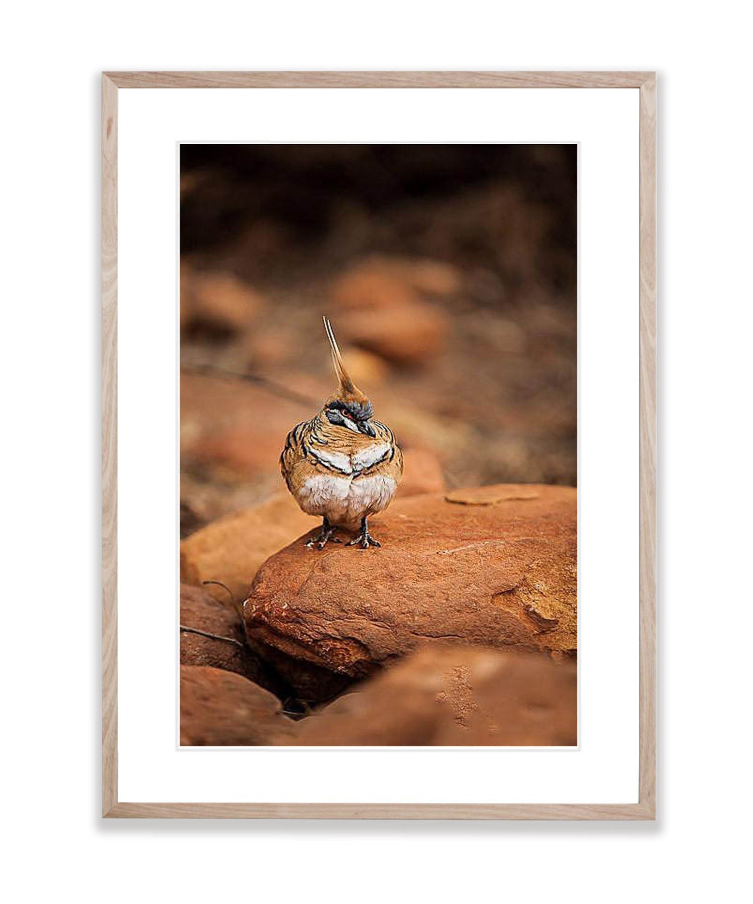 Spinifex Pigeon