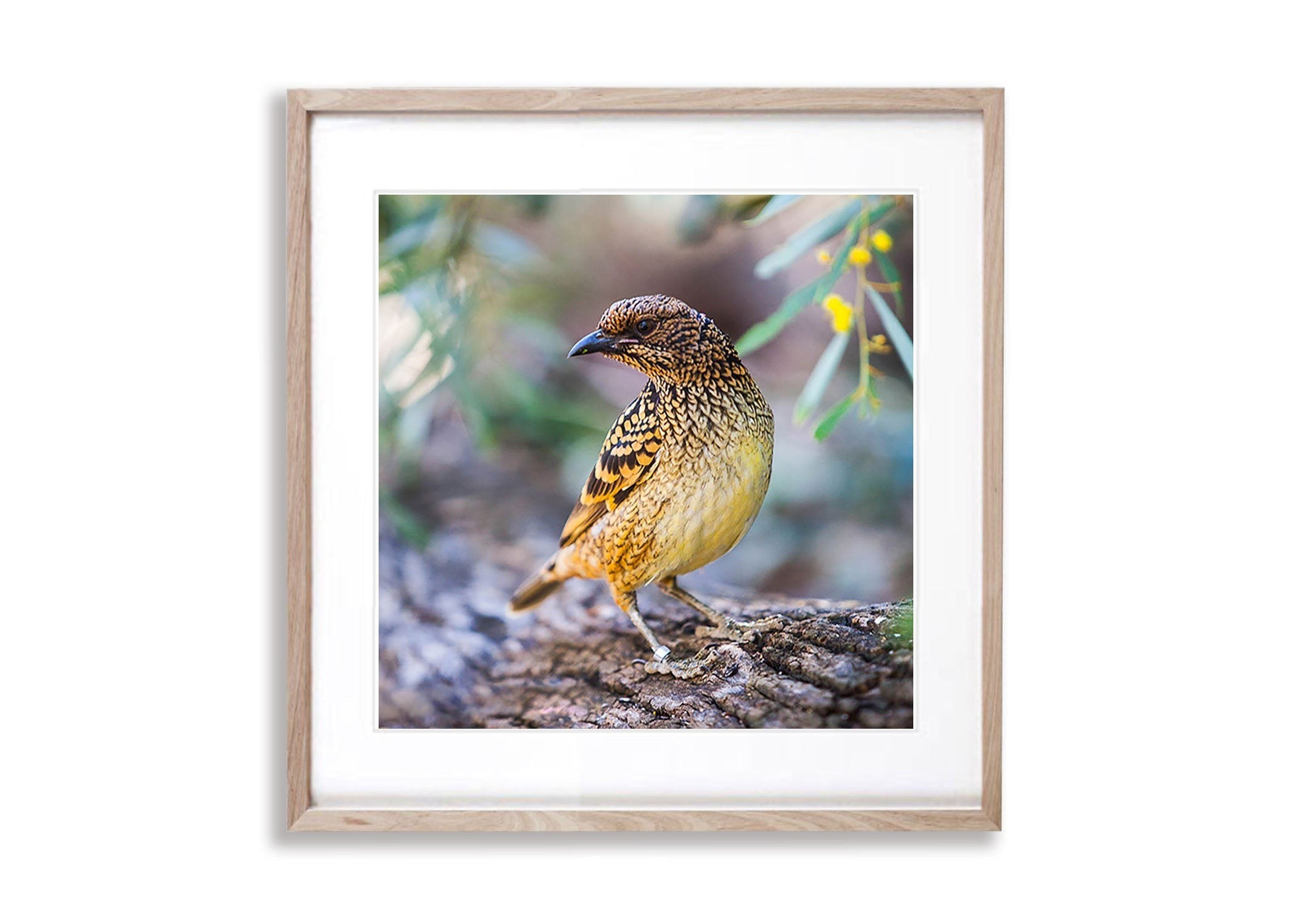 Spotted Bowerbird, West MacDonnell Ranges - Northern Territory