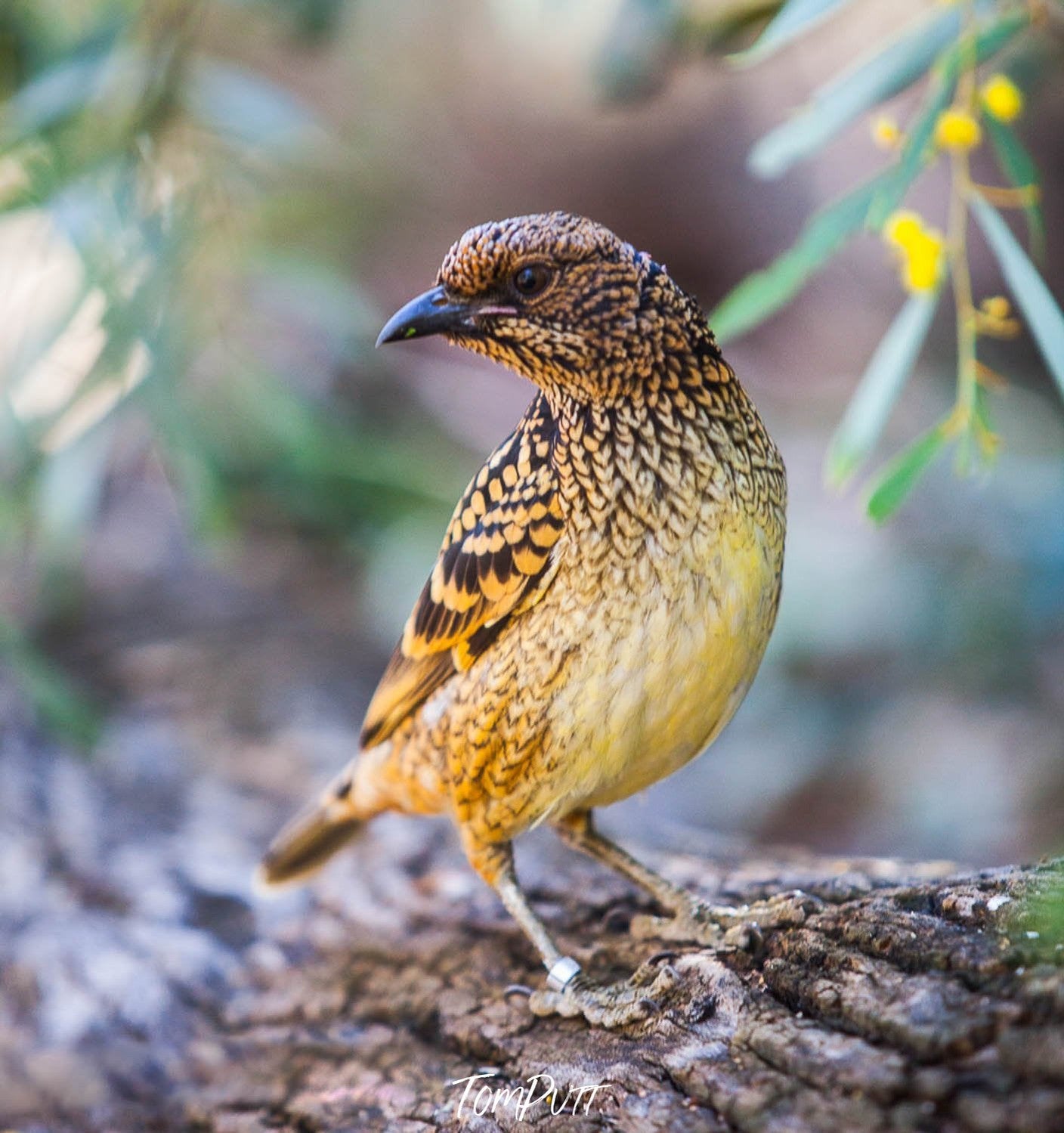 Close-up shot of a bowerbird, Spotted Bowerbird, West MacDonnell Ranges - Northern Territory