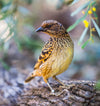 Close-up shot of a bowerbird, Spotted Bowerbird, West MacDonnell Ranges - Northern Territory