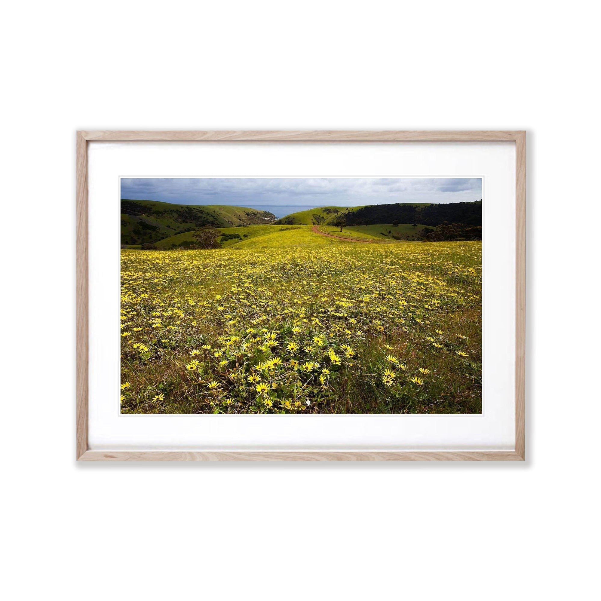 Spring Flowers, Kangaroo Island, South Australia